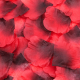 Coffret de 100 Pétales de Rose - 100610RED
